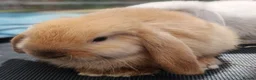 Mini Lop rabbits for sale: Pure mini lop Bunny ready from 12/06 - Advert 9