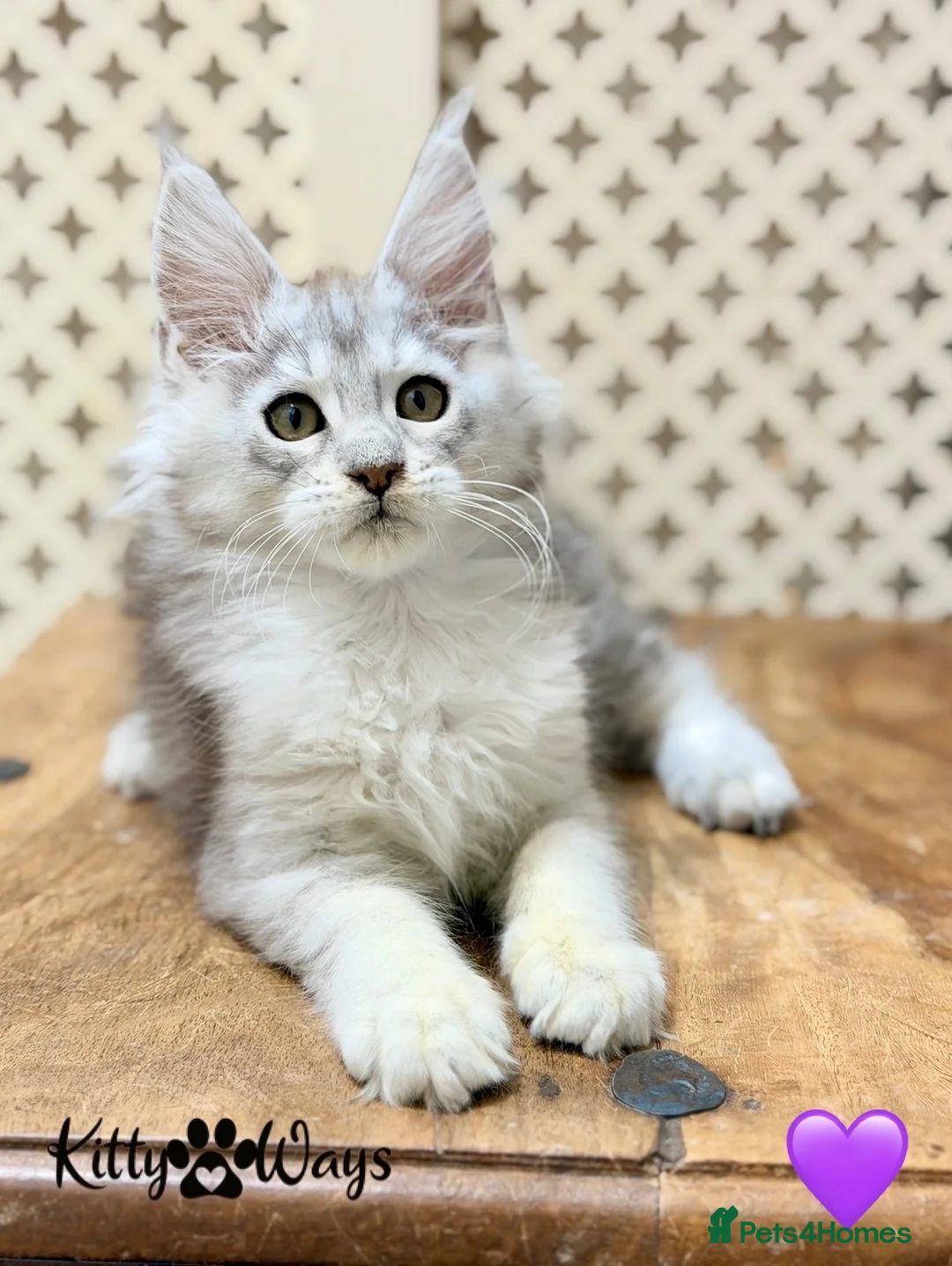 Maine Coon cats for sale: 🐾💠 *TICA REG* SILVER MAINE COON KITTENS 💠🐾 - Advert 2