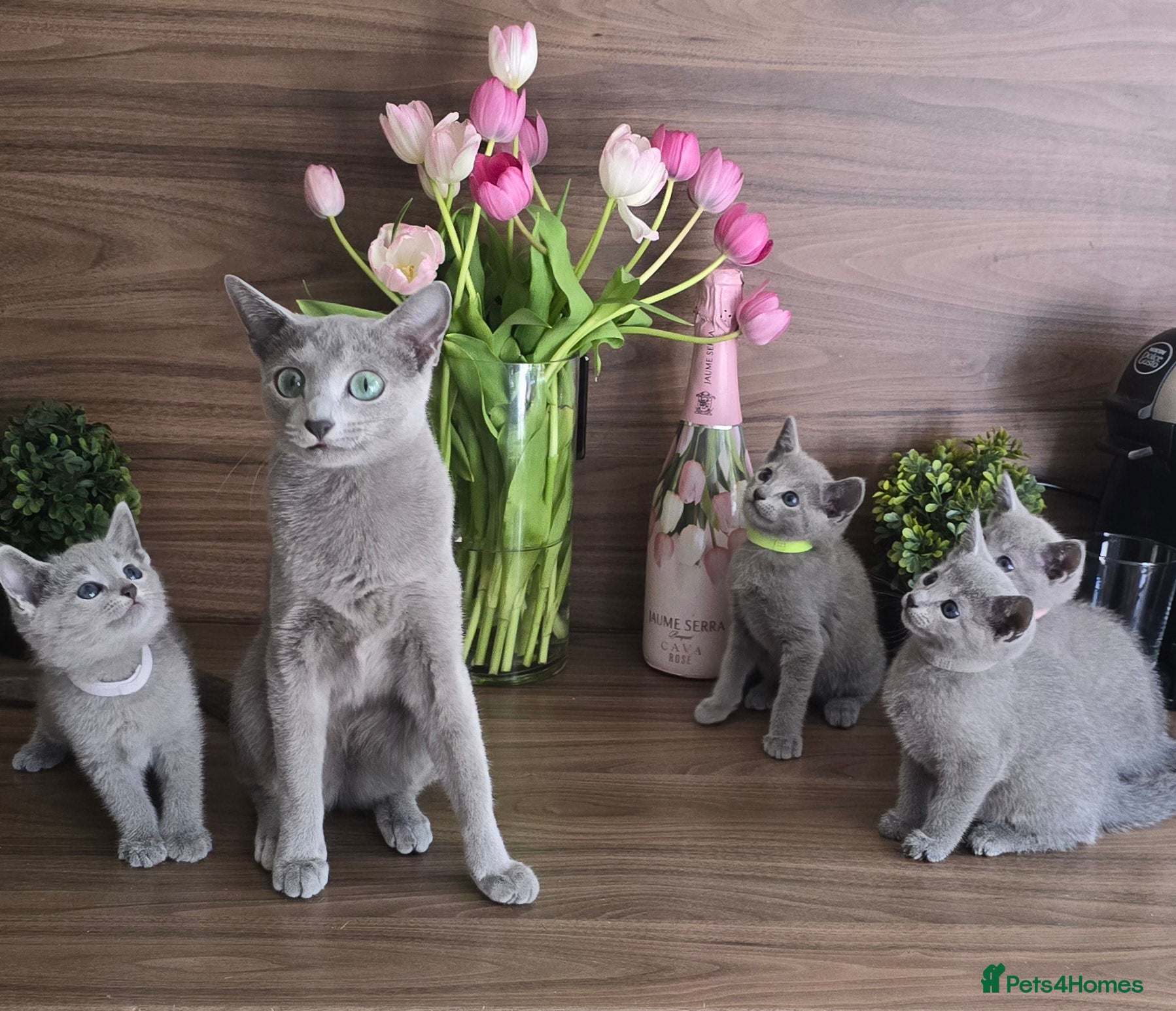 Russian Blue cats Russian Blue kittens Tica registered  - Advert 7