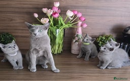 Russian Blue cats for sale: Russian Blue kittens Tica registered  - Image 21