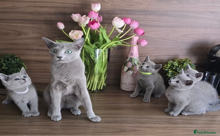 Russian Blue cats Russian Blue kittens Tica registered  - Advert 14