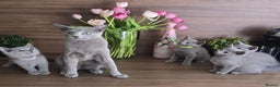 Russian Blue cats for sale: Russian Blue kittens Tica registered  - Advert 1