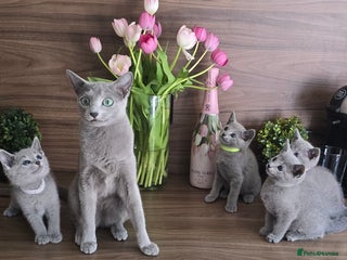 Russian Blue cats Russian Blue kittens Tica registered - Advert 2