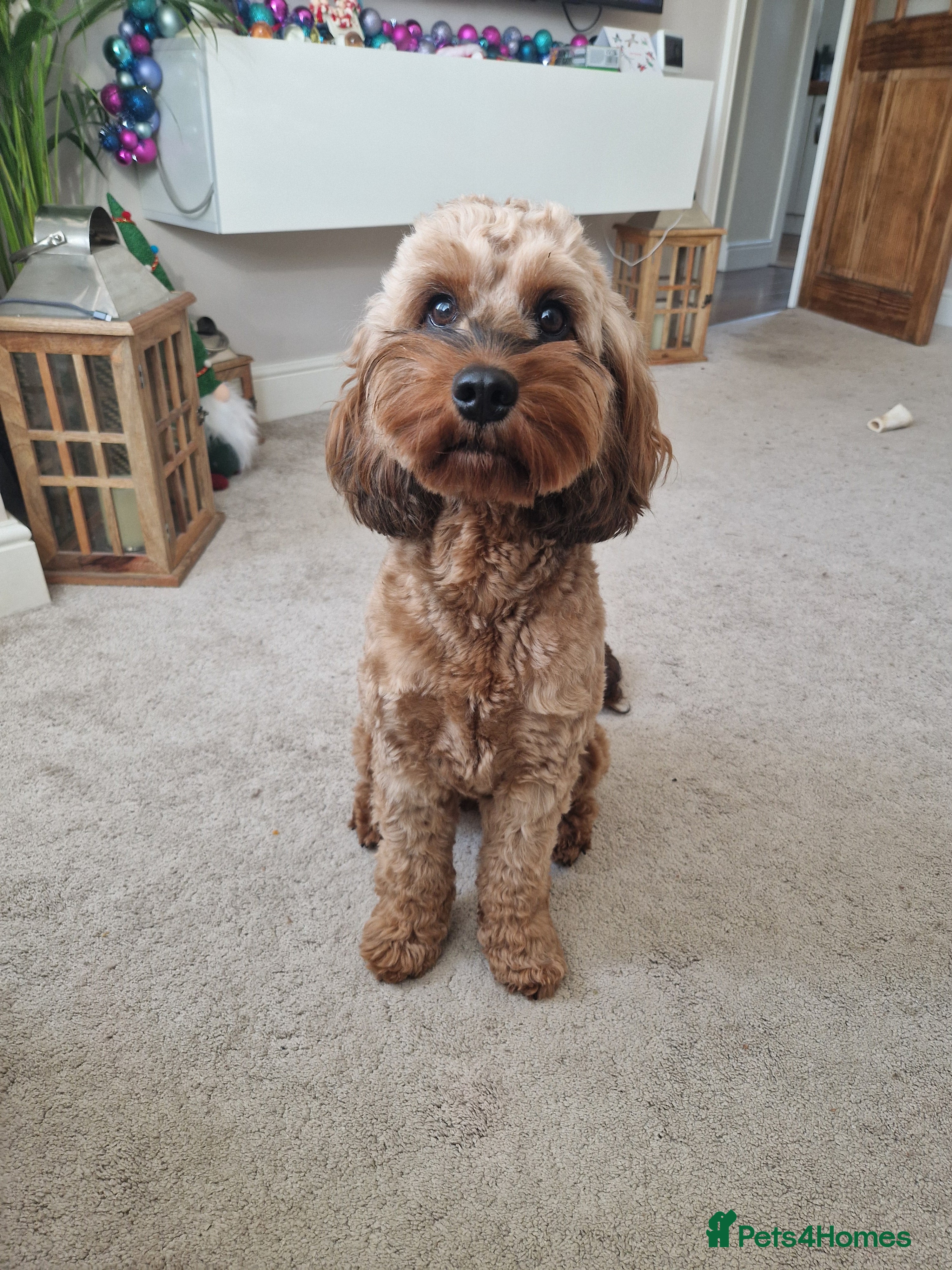 Cockapoo dogs Cockapoo puppies - Advert 12