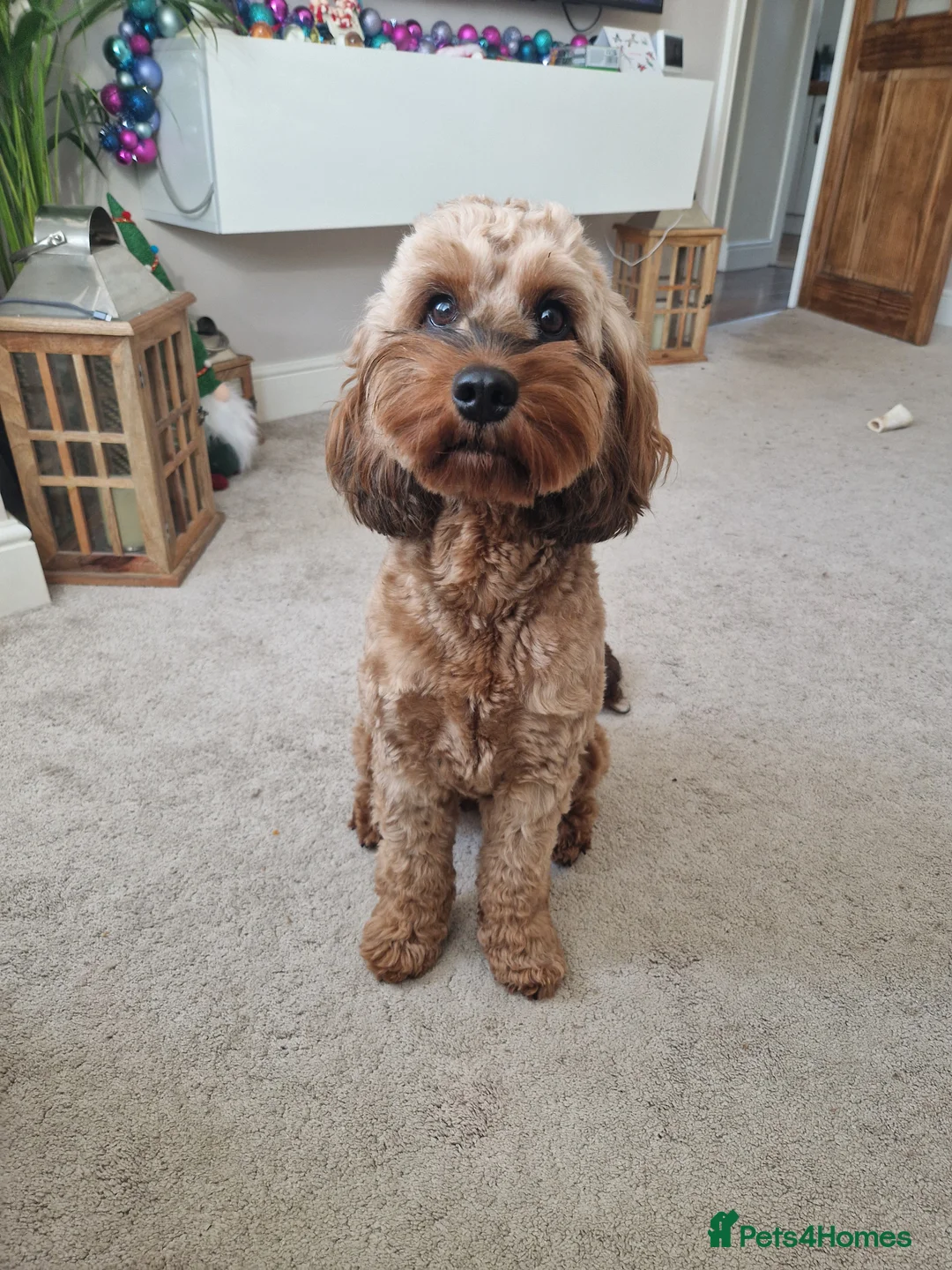 Cockapoo dogs for sale: Cockapoo puppies - Advert 1