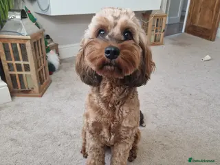 Cockapoo dogs Cockapoo puppies - Advert 6