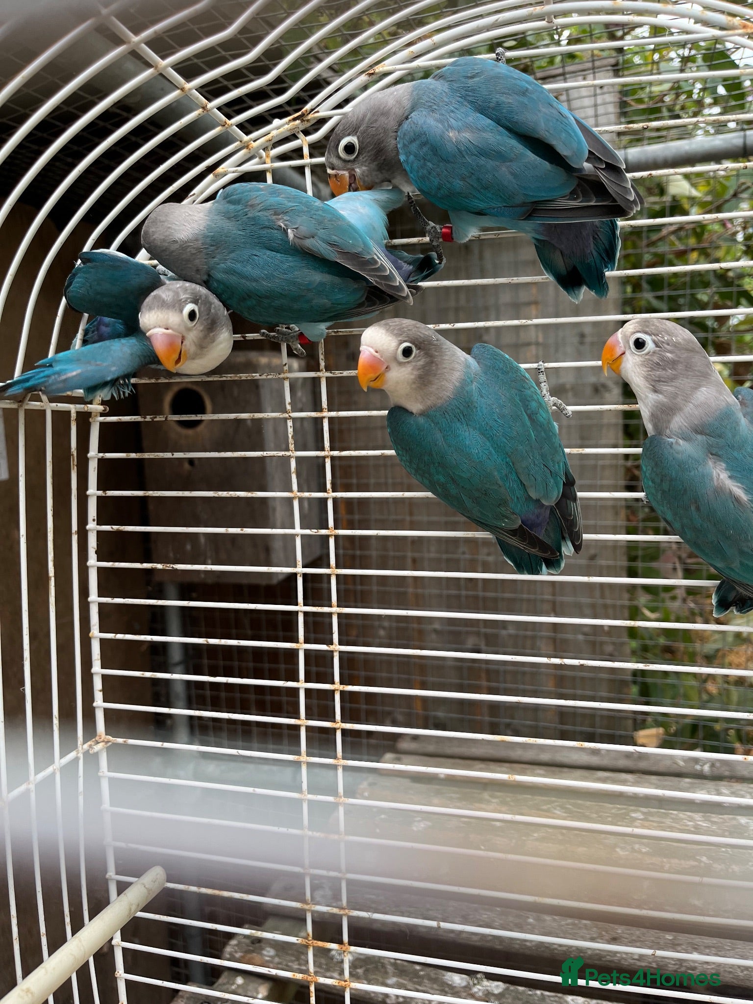 Lovebirds birds Young Fisher love birds for sale - Advert 1