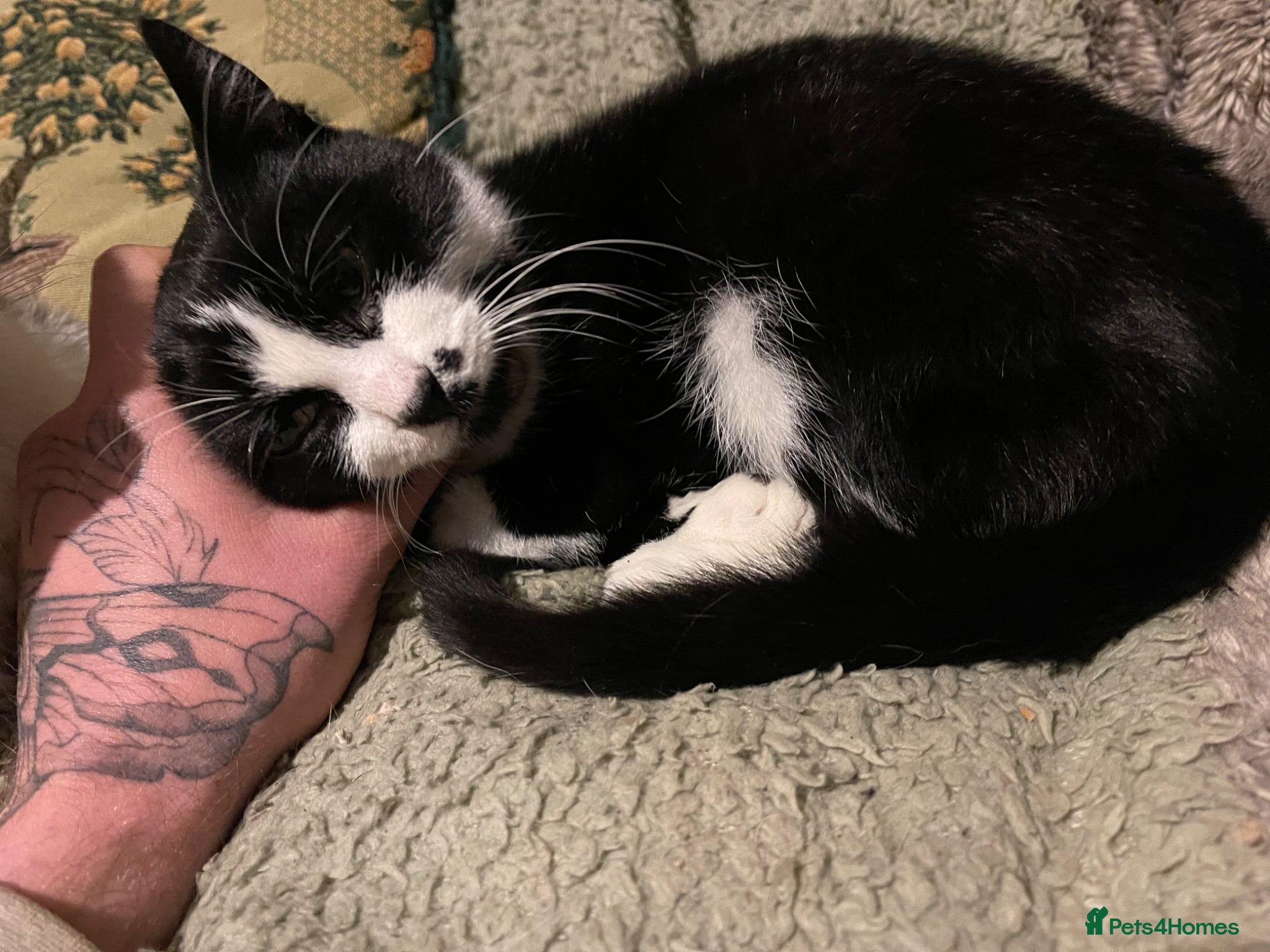 Mixed Breed cats Free Kitten found as a stray 😞 - Advert 2