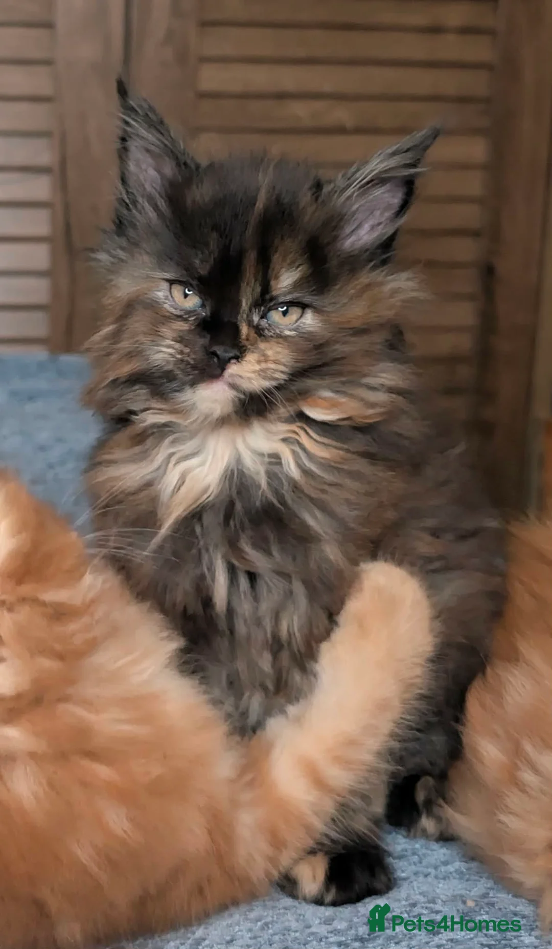 Maine Coon cats for sale: Stunning maine coon kittens  - Advert 13