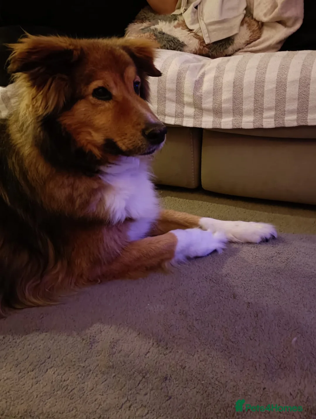 Mixed Breed dogs for sale: Beautiful Rough collie cross - Advert 1