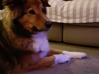 Mixed Breed dogs Beautiful Rough collie cross - Advert 1