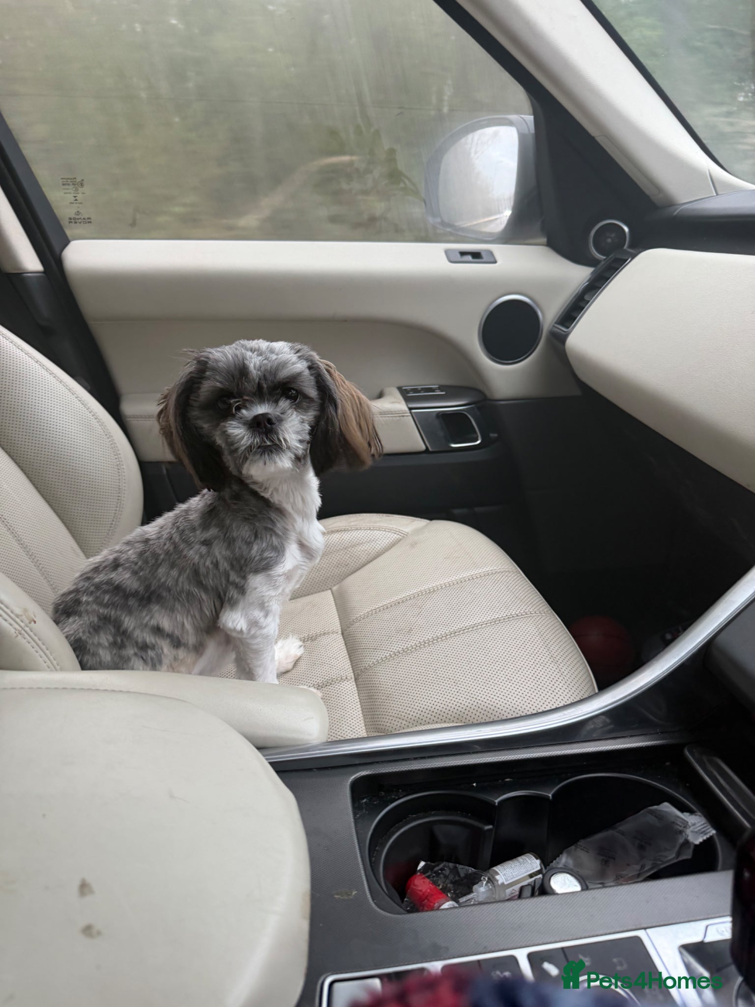 Malshi dogs Female 1 year old  - Advert 15