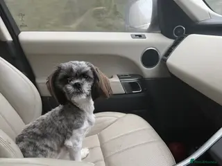 Malshi dogs Female 1 year old - Advert 15