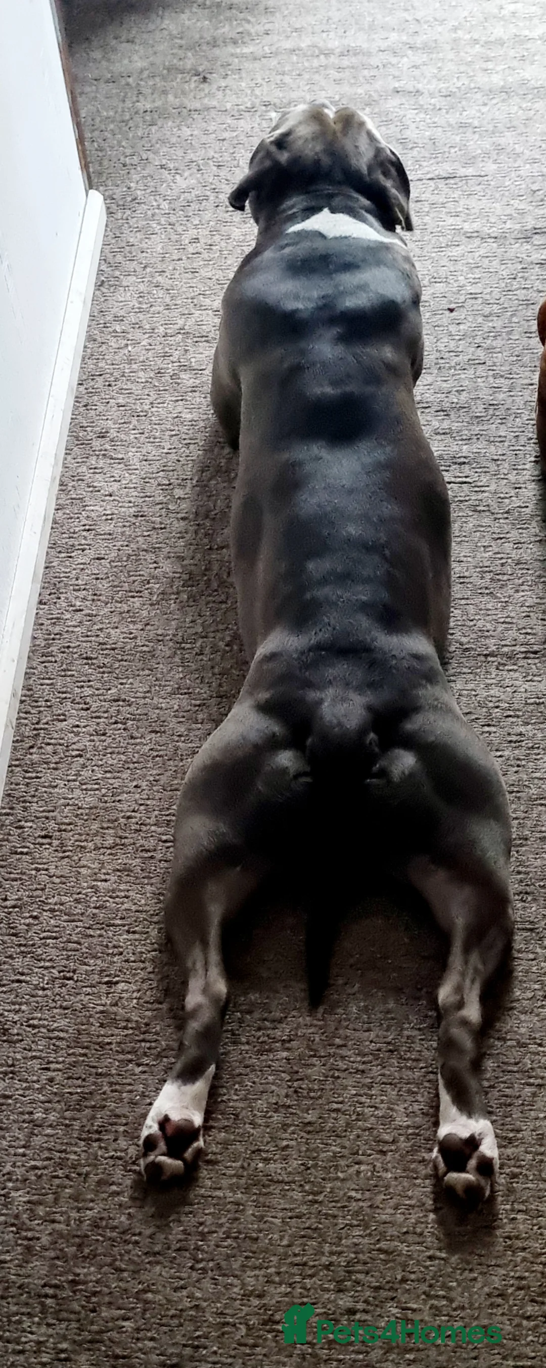 American Bull Staffy dogs for stud: AMSTAFF MALE AVAILABLE FOR STUD - Advert 2