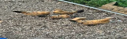 Chickens poultry for sale: 4 sablepoot growers - Advert 1
