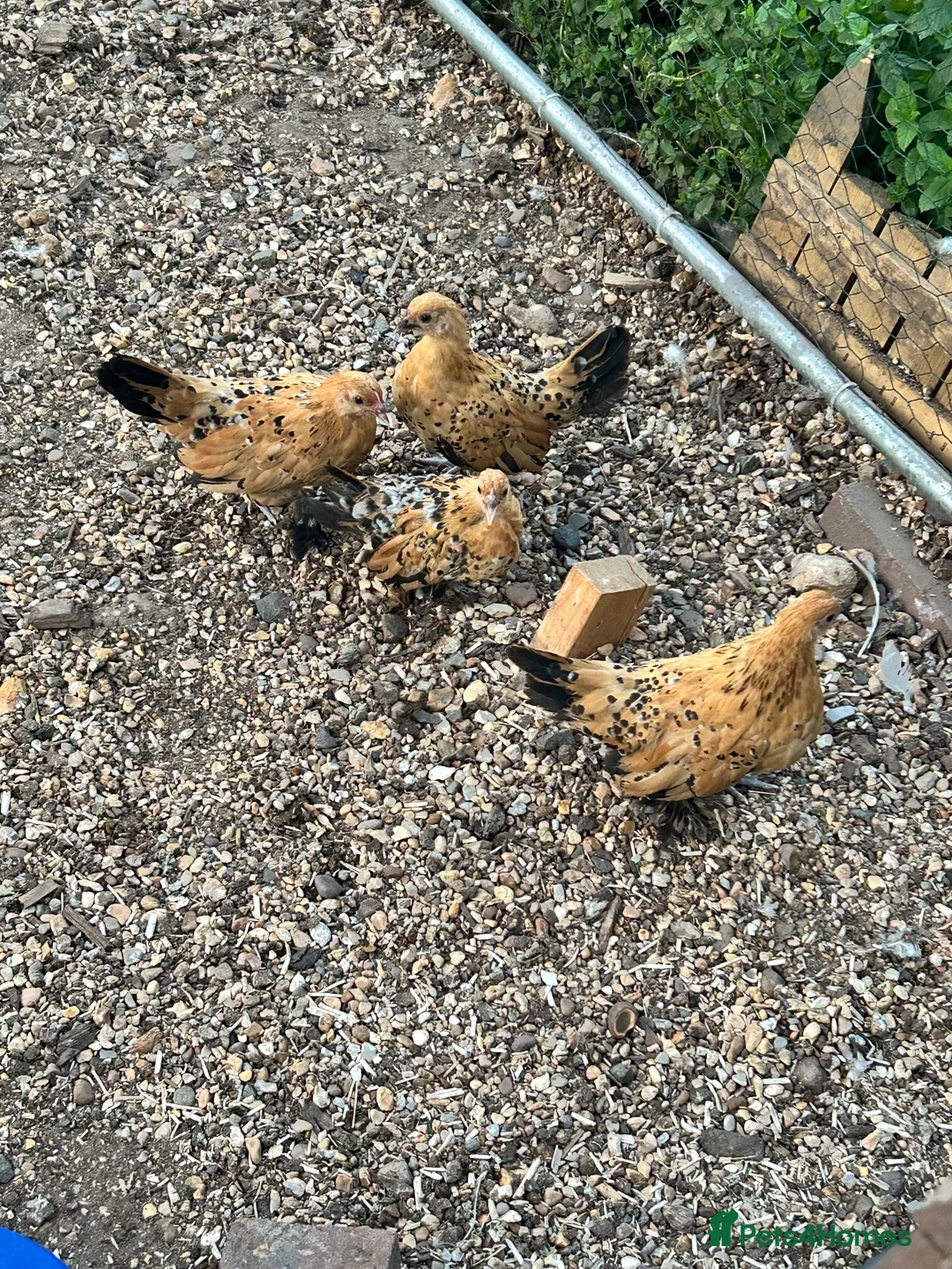 Chickens poultry for sale: 4 sablepoot growers - Advert 1