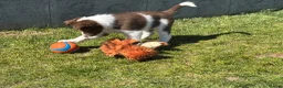 Border Collie dogs for sale: Exceptional Border collie pups  - Advert 11