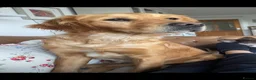 Goldador dogs for sale: Goldador puppies in Bishop Auckland - Advert 9