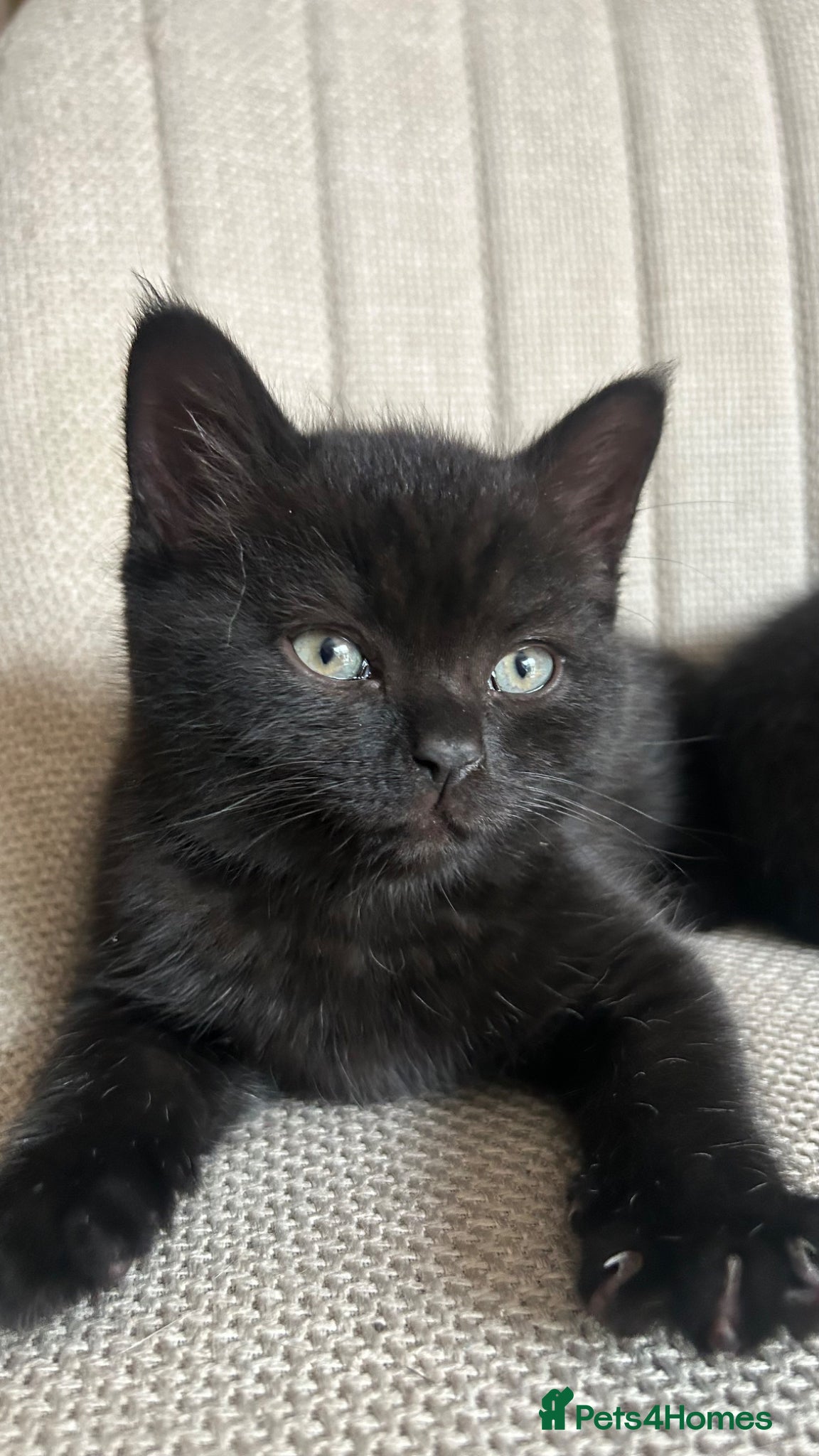 Mixed Breed cats READY NOW Gorgeous black kittens  - Advert 5
