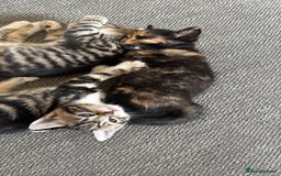 Mixed Breed cats for sale: Mixed Ragdoll / Tabby Adorable Kittens  - Image 24