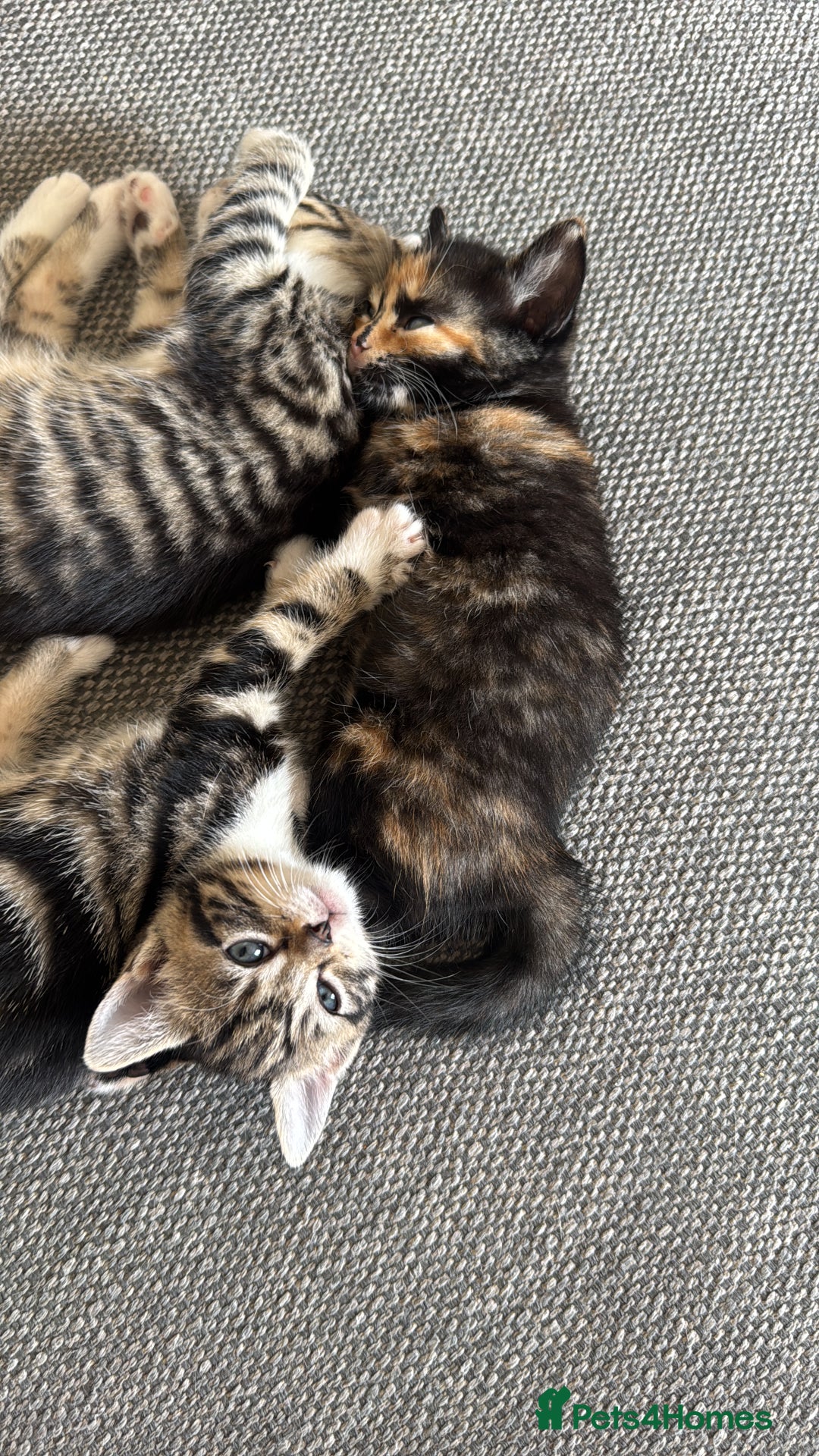 Mixed Breed cats for sale: Mixed Ragdoll / Tabby Adorable Kittens  - Image 24