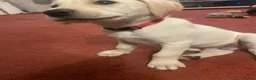 Labrador Retriever dogs for sale: 1 boy Sired byFtCh  - Advert 10