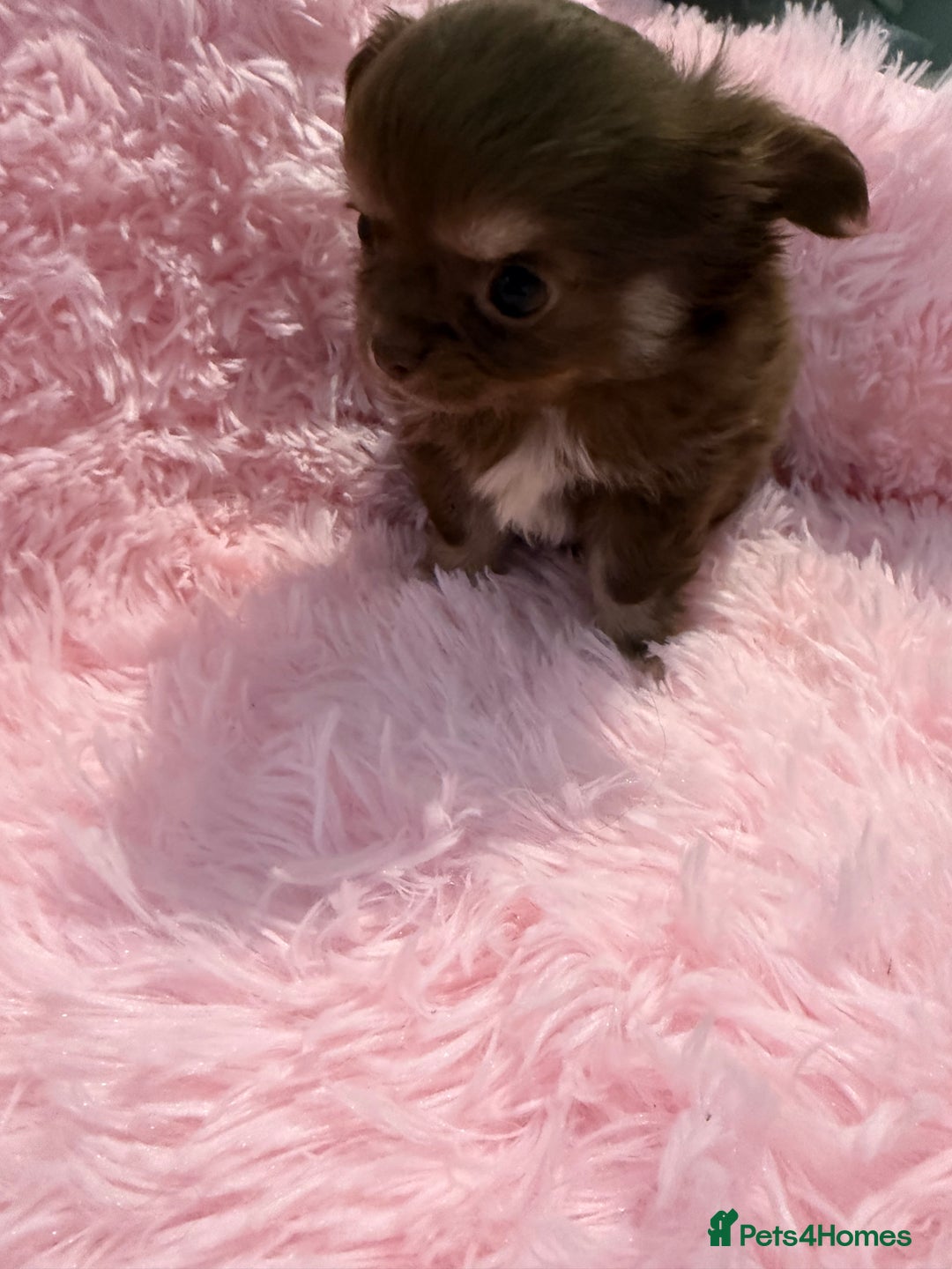 Chihuahua dogs for sale: Beautiful litter of four l/c CHIHUAHUAS READY NOW! - Advert 13