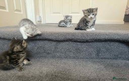 Exotic cats for sale: Kitten - Image 6