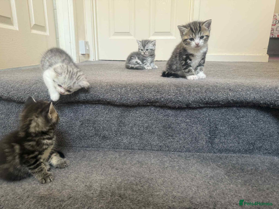 Exotic cats for sale: Kitten - Image 6