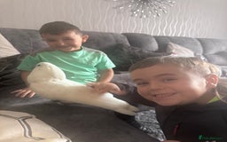 Cockatoo birds for sale: Umbrella cockatoo  - Image 3