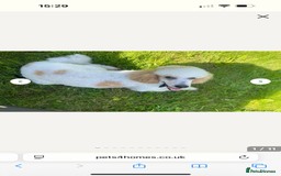 Cockapoo dogs for sale: Ready Dec 20th. Fully dna & health tested clear - Image 24