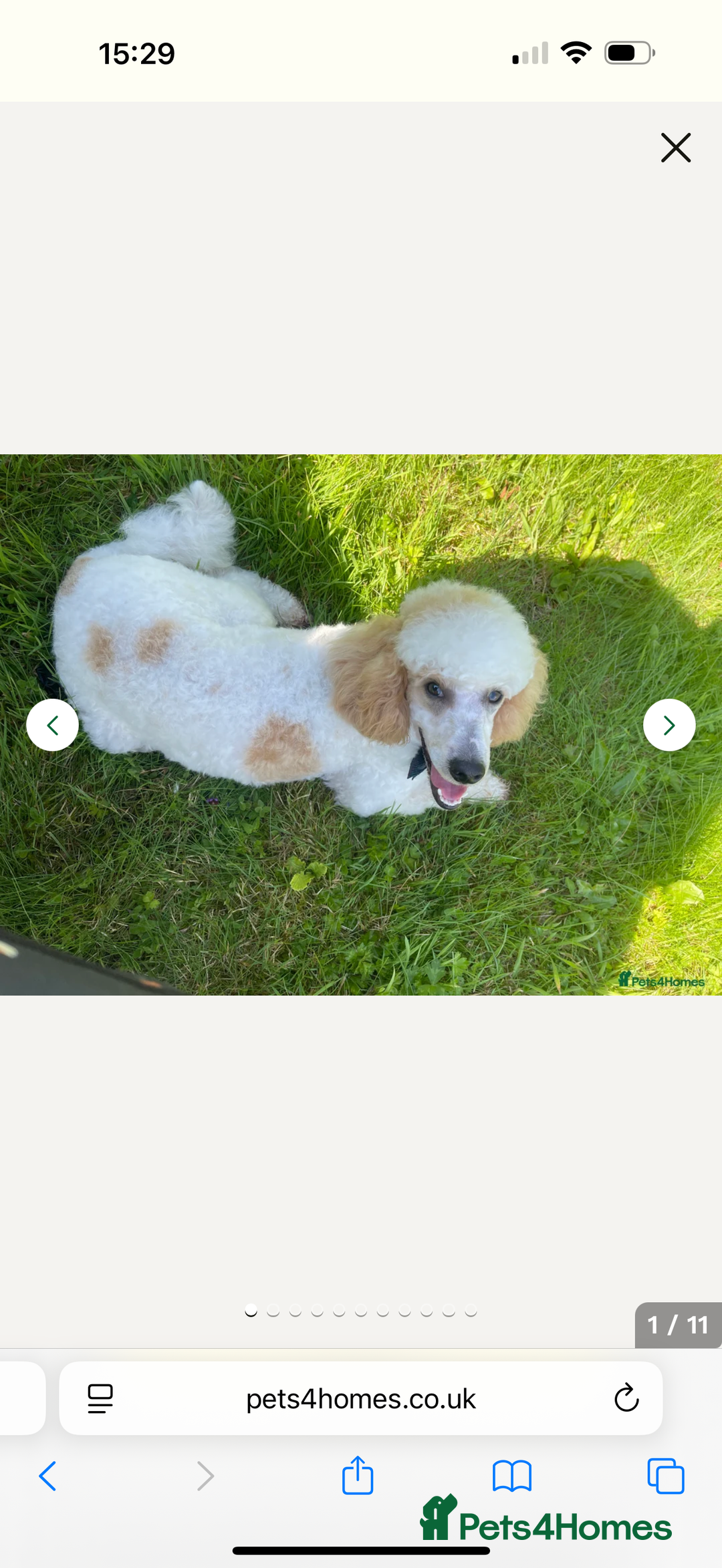 Cockapoo dogs for sale: Ready Dec 20th. Fully dna & health tested clear - Image 24