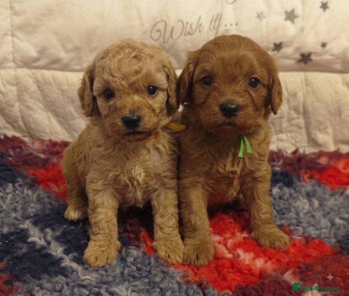 Cavapoo dogs Gorgeous Cavapoo Boy & Girl Available  - Advert 2