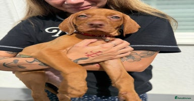 Hungarian Vizsla dogs - Advert 9