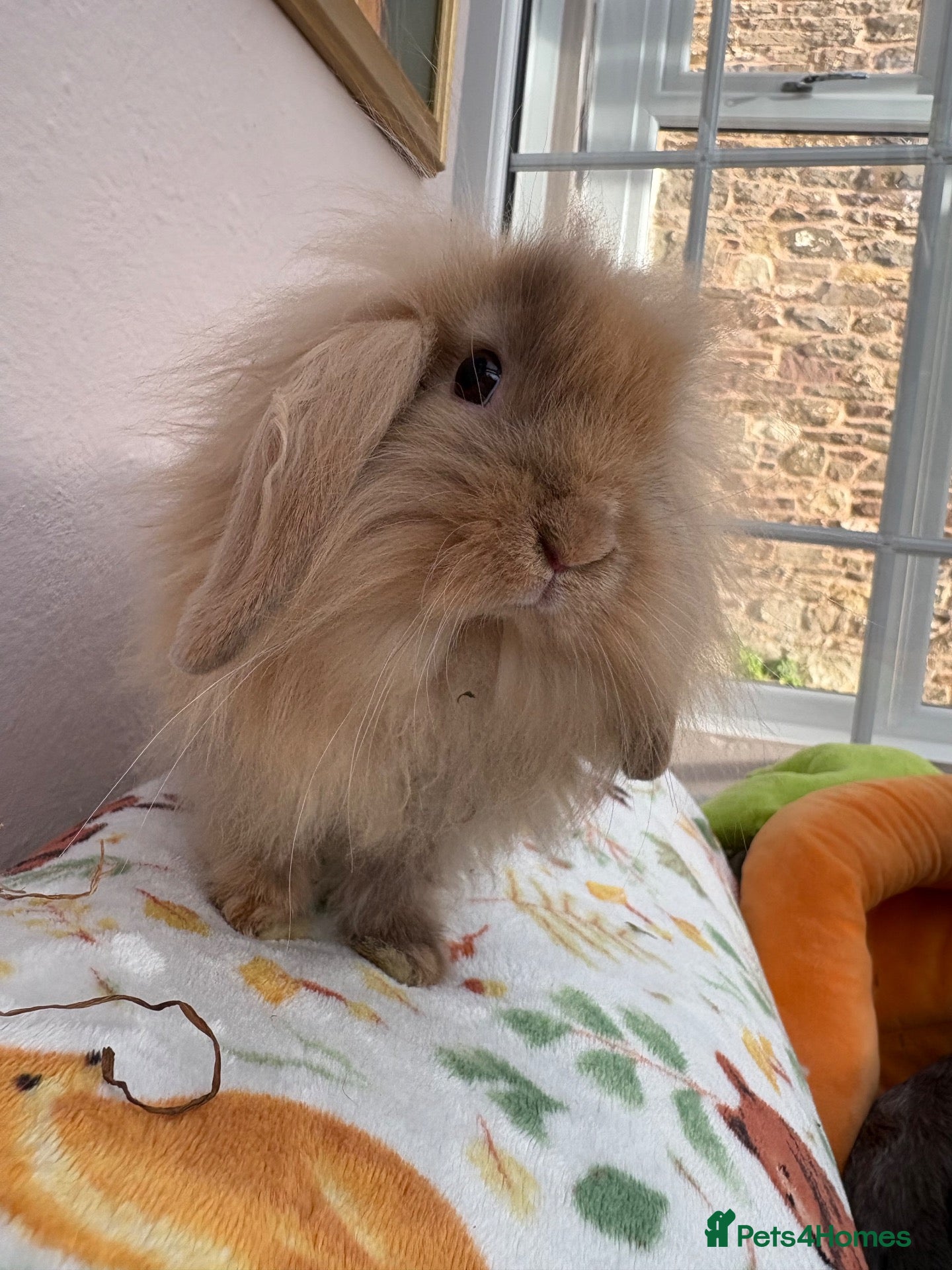 Mini Lop rabbits Mini lops-vaccinated-raised indoors  - Advert 1