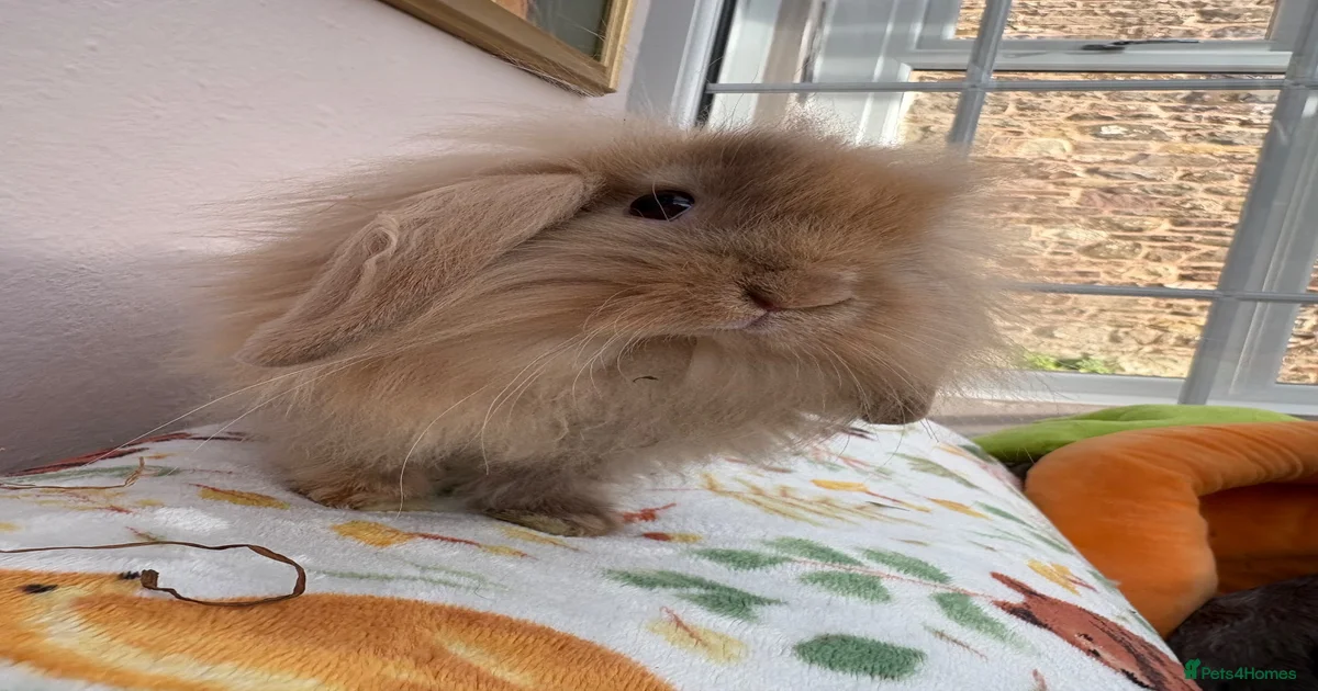 Mini Lop Rabbits for Sale for sale | Pets4Homes