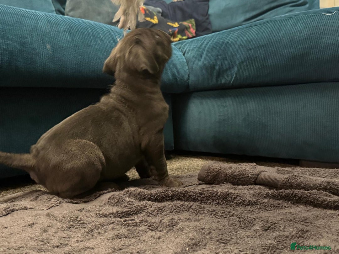 Cane Corso dogs for sale: Exceptional Quality Full Pedigree  - Advert 32