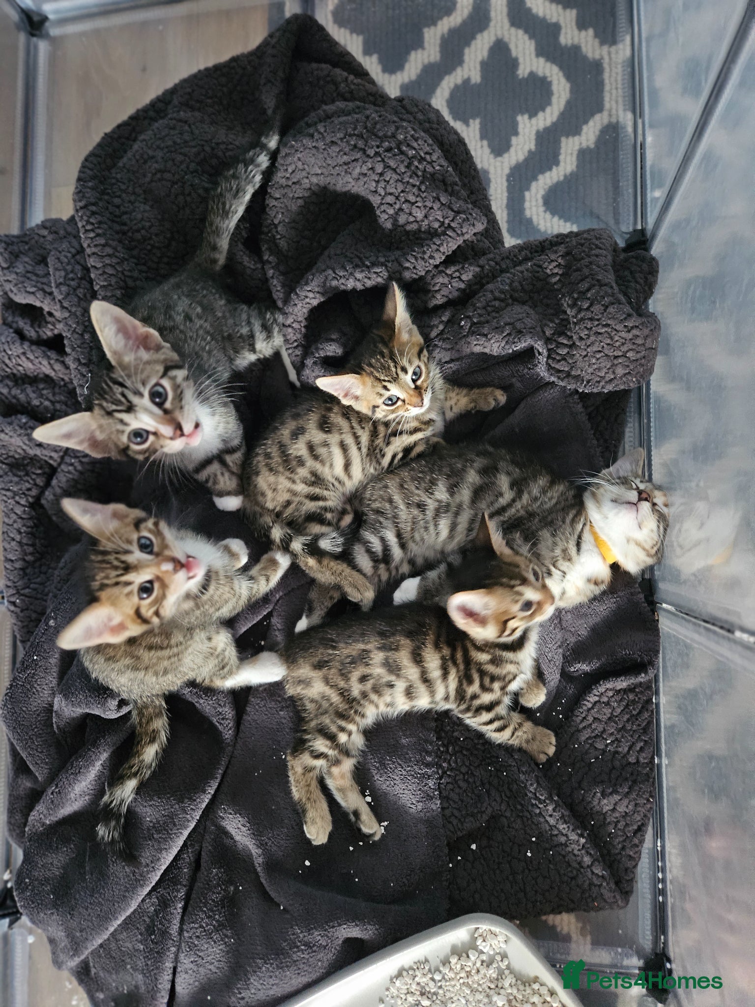 Bengal cats Begal cross kittens Ready 2nd June.  - Advert 4