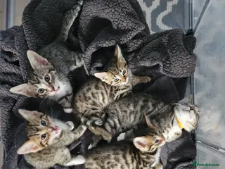 Bengal cats Begal cross kittens Ready 2nd June. - Advert 4