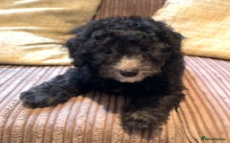 Maltipoo dogs for sale: Fully dna tested Maltipoos  - Image 14
