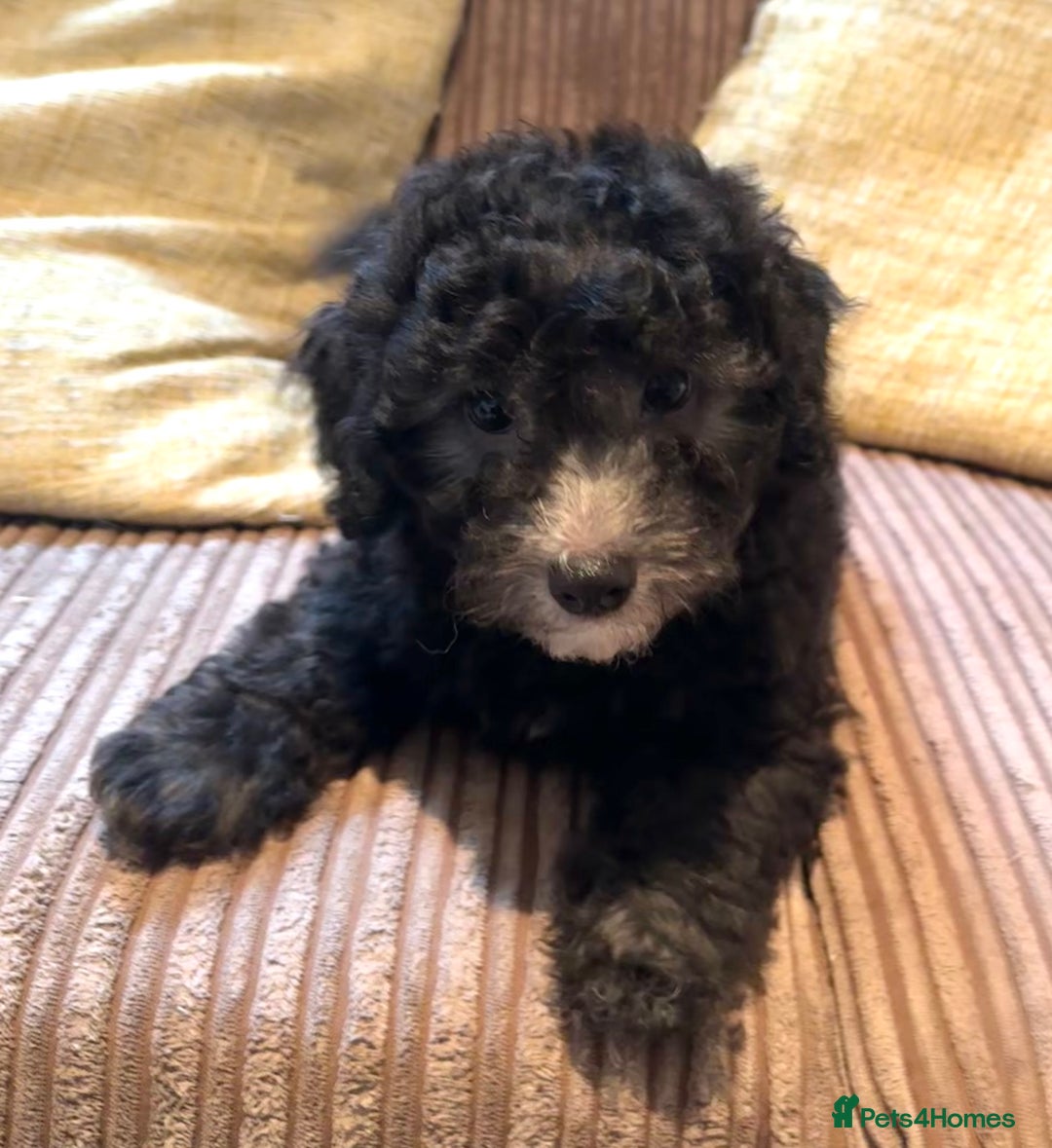 Maltipoo dogs for sale: Fully dna tested Maltipoos  - Image 14