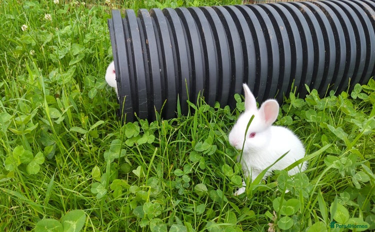 New Zealand rabbits - Advert 3