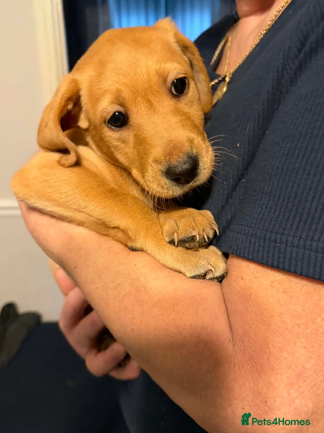 Labrador Retriever dogs for sale: Labrador pups  - Advert 1