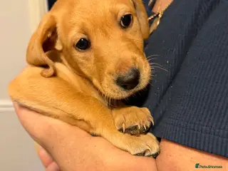 Labrador Retriever dogs Labrador pups - Advert 2