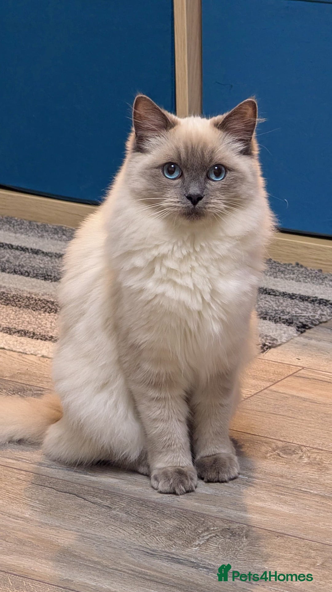 Ragdoll cats for sale: 1xmale 1xfemale ragdoll - Advert 12
