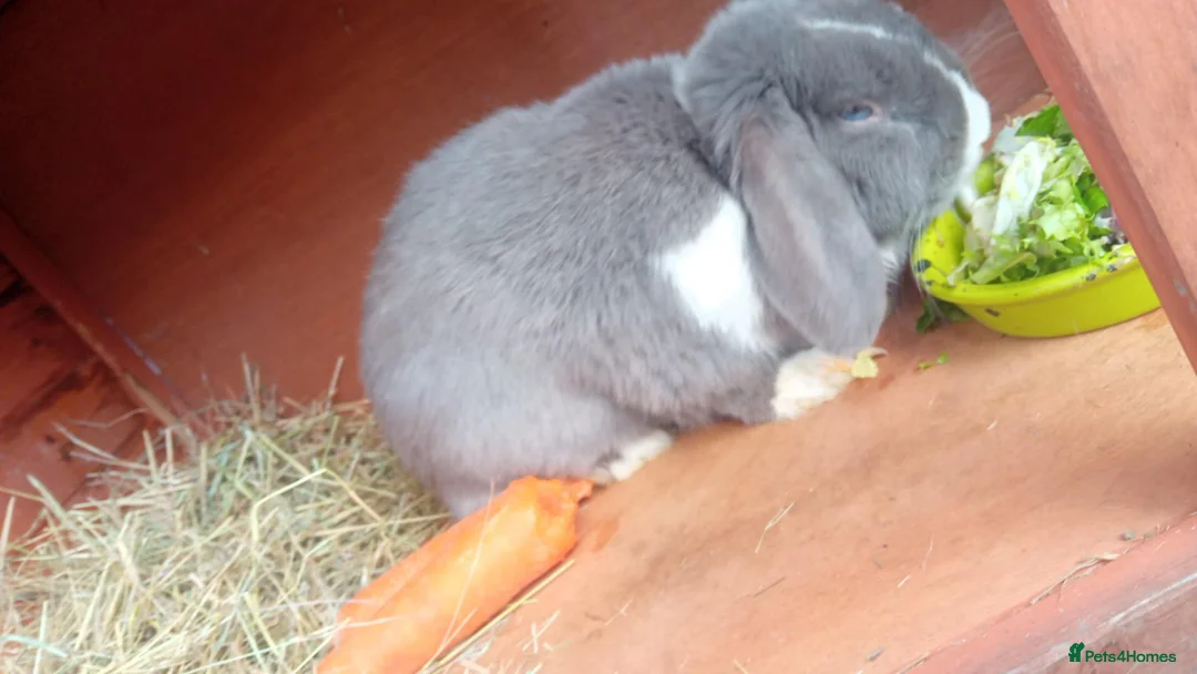 Mixed Breed rabbits for sale: Grey big rabbit  in Sittingbourne - Advert 5