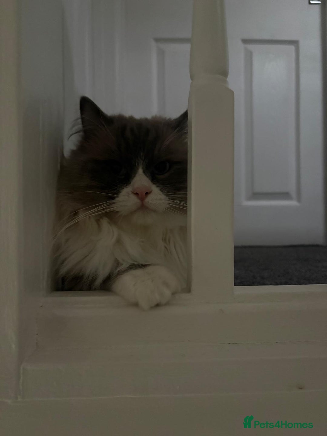 Ragdoll cats for sale: 💙 Stunning 2-Year-Old GCCF Registered Ragdoll Boy - Advert 16