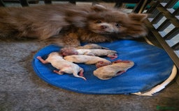 Pomeranian dogs for sale: Stunning pick of the litter Pomeranian Boy - Image 20