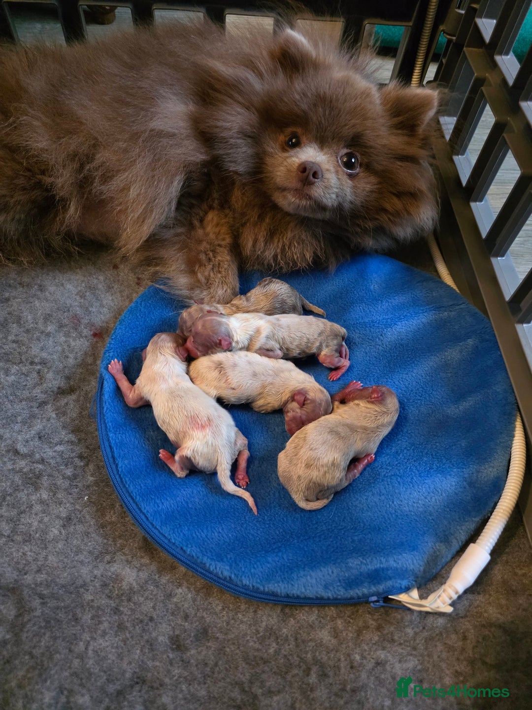 Pomeranian dogs for sale: Stunning pick of the litter Pomeranian Boy - Image 20
