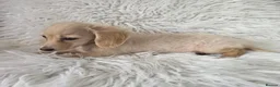 Miniature Dachshund dogs for sale: Beautuful princess kc cream long coat  - Advert 5